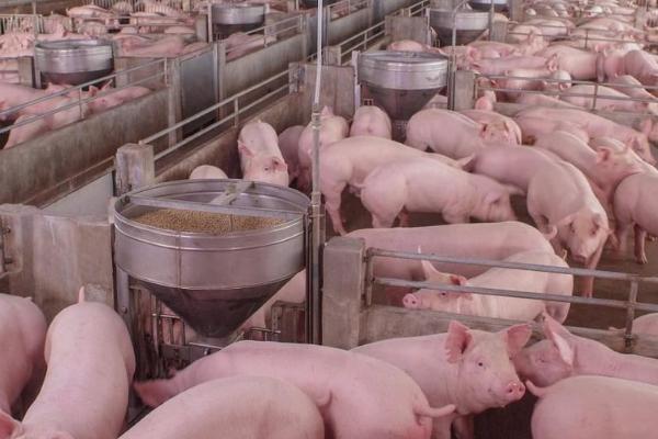 家庭农场养猪的优势，成本低且有质量优势