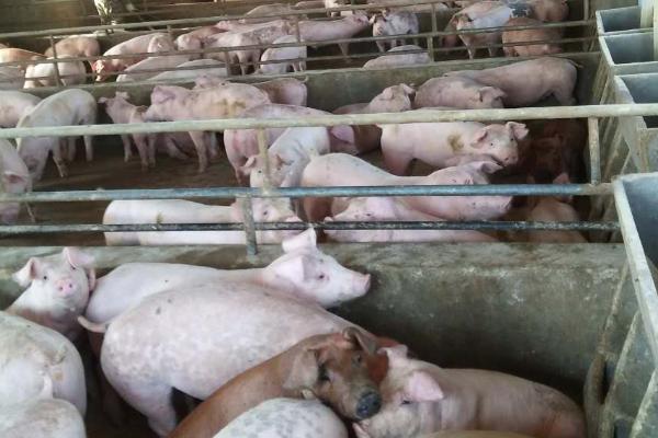家庭农场养猪的优势，成本低且有质量优势