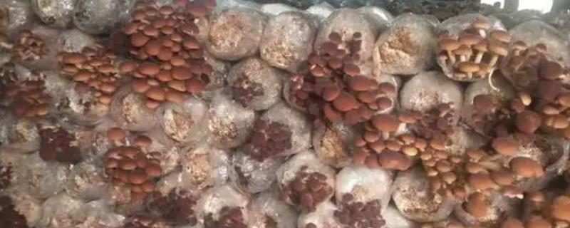 茶树菇如何种植才能高产，接种时要确保环境无菌