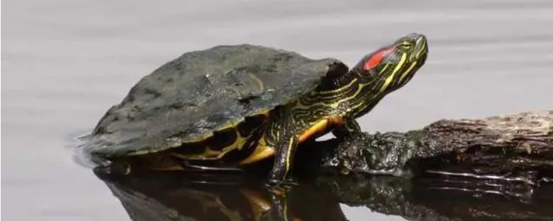 水龟的种类，常见的有这十种
