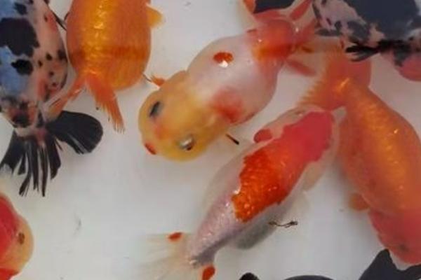 兰寿鱼的养殖方法，要定期换水
