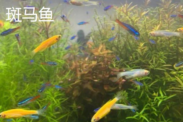 裸缸首选鱼种，包括地图鱼、草金鱼、斑马鱼、孔雀鱼等品种