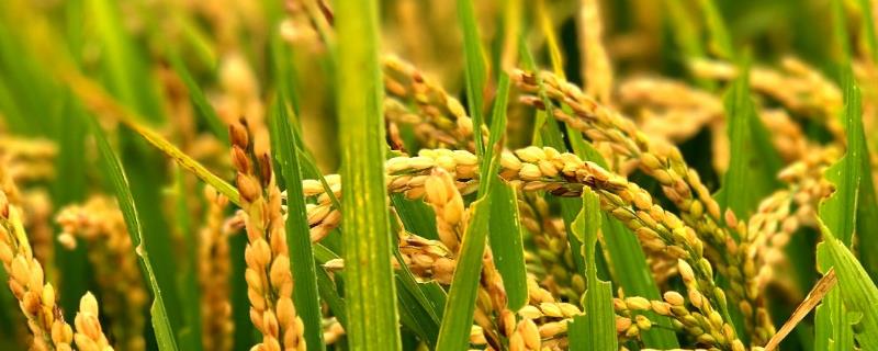 水稻亩产多少，高产稻为1000-1200斤左右/亩