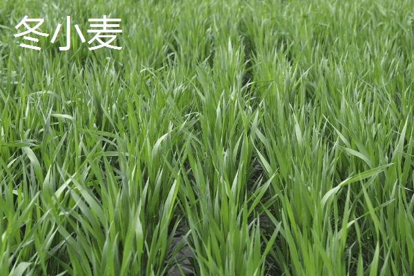 冬小麦主要分布在哪里，适合在暖和的地方种植