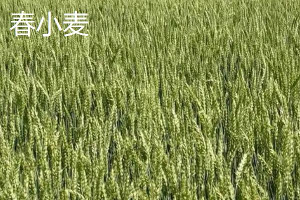 冬小麦主要分布在哪里，适合在暖和的地方种植