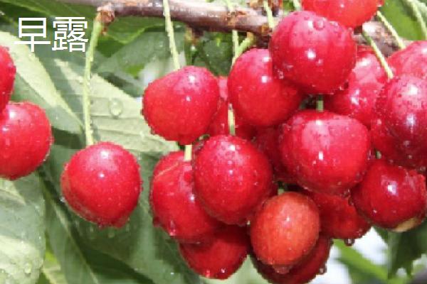 早红珠樱桃与福晨樱桃品质对比，早红珠樱桃一般更为优质