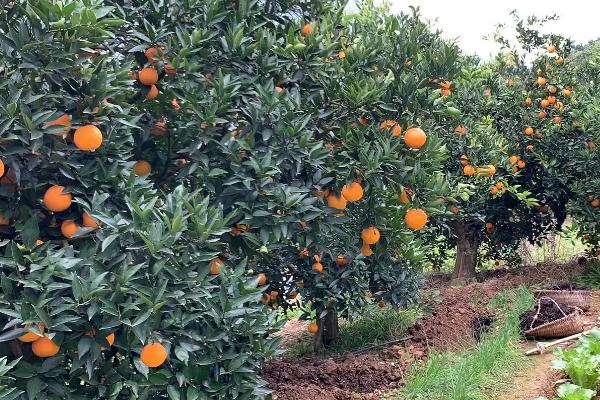 种植50亩脐橙需要多少资金，当年总投资大概需要5.5万元左右