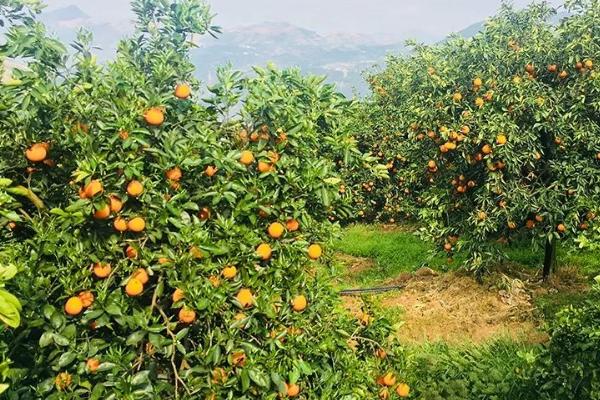 种植50亩脐橙需要多少资金，当年总投资大概需要5.5万元左右
