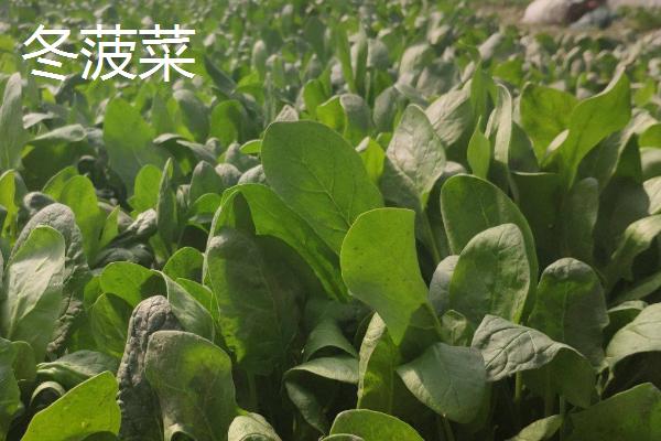 菠菜的适宜种植时间，春菠菜的播种适期为3月份