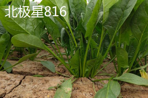 菠菜的适宜种植时间，春菠菜的播种适期为3月份