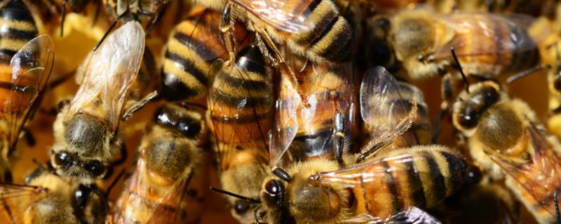 蜜蜂的价格，蜂种不同售价也会有所区别