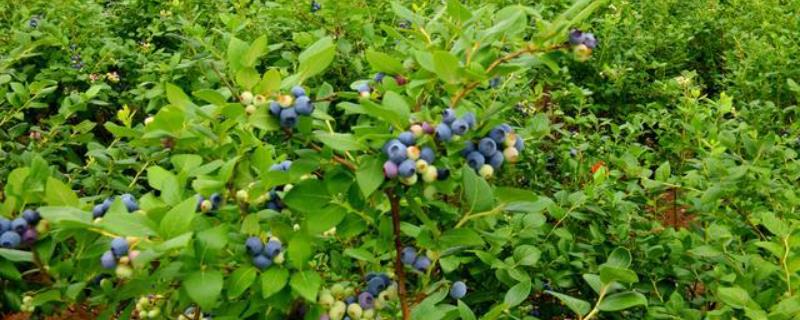 蓝莓的产地，我国的产地主要在东三省