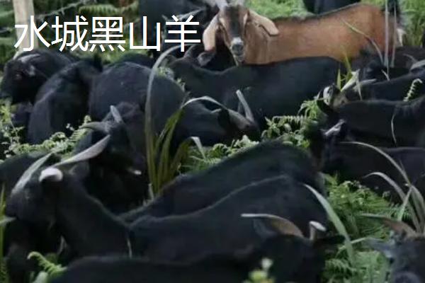 黑山羊的品种，沧山黑山羊是国家推广的肉用山羊品种