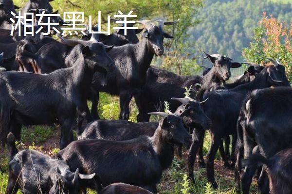 黑山羊的品种，沧山黑山羊是国家推广的肉用山羊品种