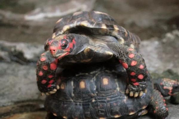 红腿陆龟简介，是现存最古老的爬行动物之一