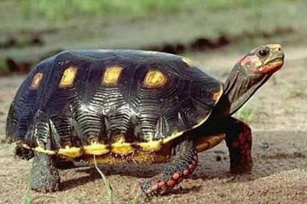 红腿陆龟简介，是现存最古老的爬行动物之一