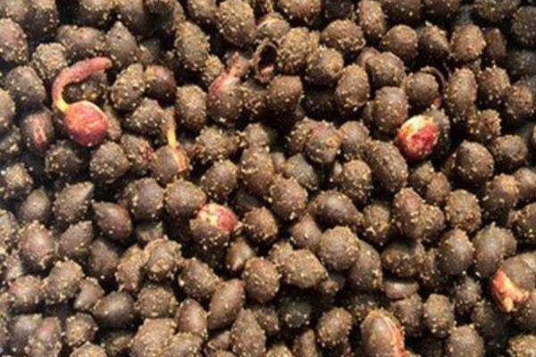 红豆杉种子价格，约200-300元左右一斤