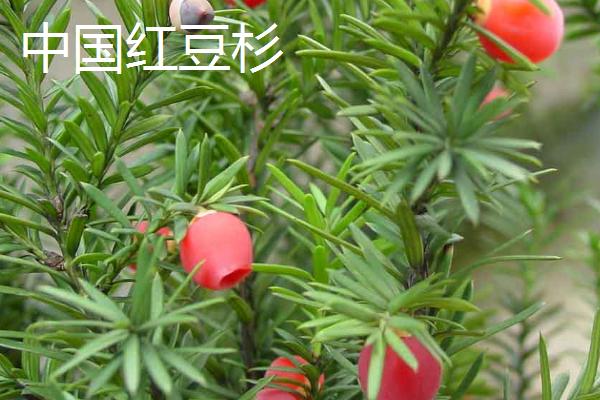 红豆杉种子价格，约200-300元左右一斤