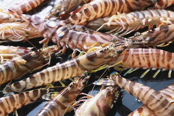 黑虎虾和基围虾有什么区别，黑虎虾的身上具有横斑花纹