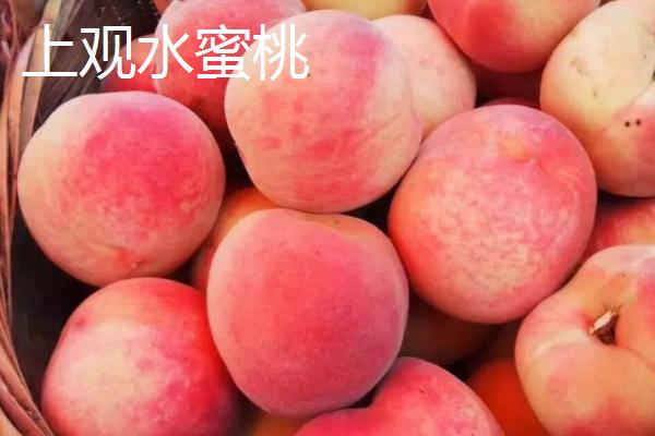 河南省宜阳县的特产，韭黄种食历史悠久