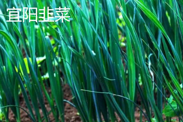 河南省宜阳县的特产，韭黄种食历史悠久