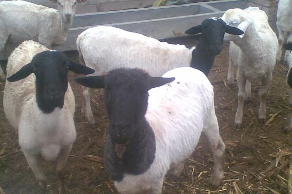 山羊引种要注意什么，公羊和母羊的品种要保持一致