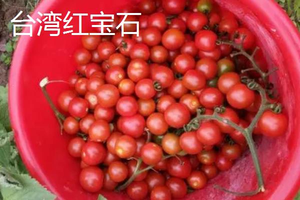 圣女果的产地，主要分布于福建、贵州、 云南