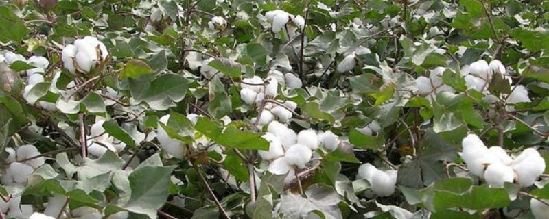 棉花的品种，不同品种适合不同地区种植