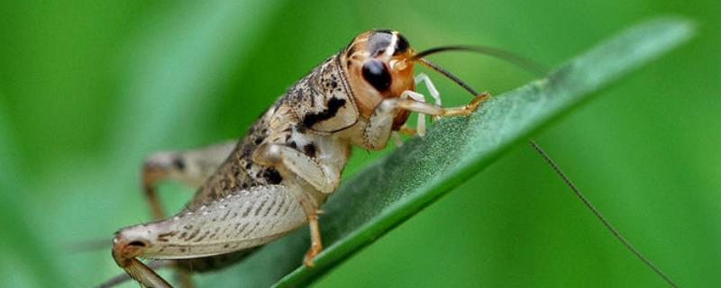 野生蟋蟀吃什么，以嫩芽、嫩叶及根为食