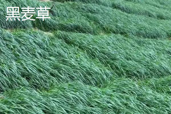 适合冬天种植的牧草，根据当地气候进行合理选择