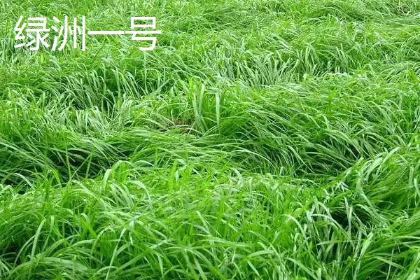 适合冬天种植的牧草，根据当地气候进行合理选择