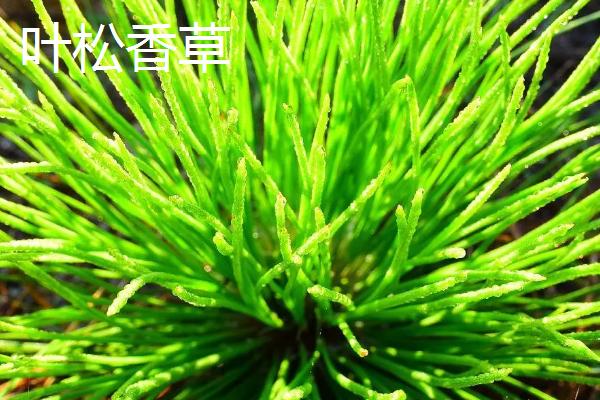 适合冬天种植的牧草，根据当地气候进行合理选择