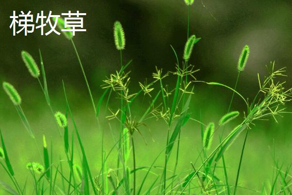 适合冬天种植的牧草，根据当地气候进行合理选择