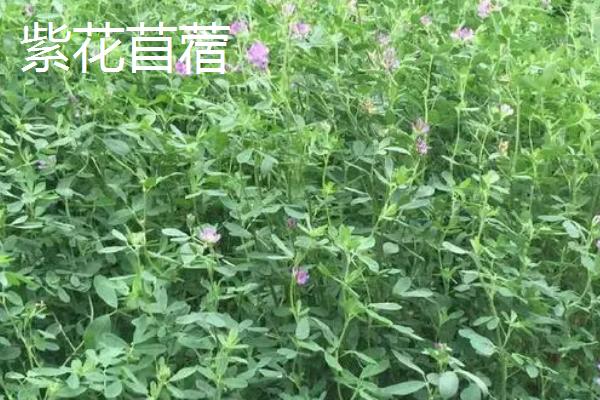 适合冬天种植的牧草，根据当地气候进行合理选择