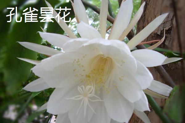 昙花有哪些品种，包括细叶昙花、孔雀昙花、锯齿昙花等种类