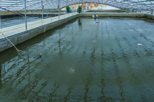 养殖鳜鱼的条件，池塘水源要充足、干净、温度适宜
