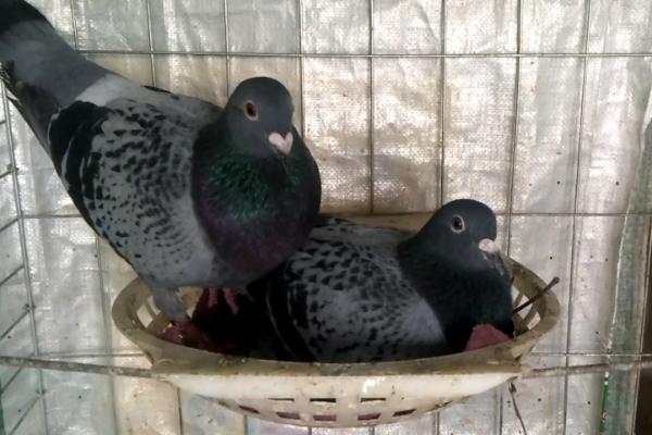 鸽子每月生几个蛋，一般为2枚