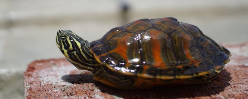 火焰龟是不是深水龟，在深水中容易溺亡