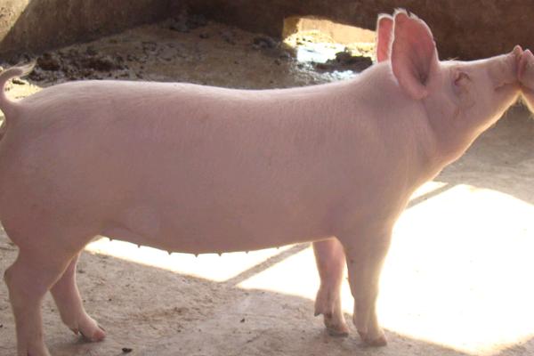 母猪为什么产仔少，可能是自身的繁殖能力较差