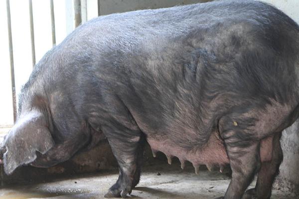 母猪为什么产仔少，可能是自身的繁殖能力较差