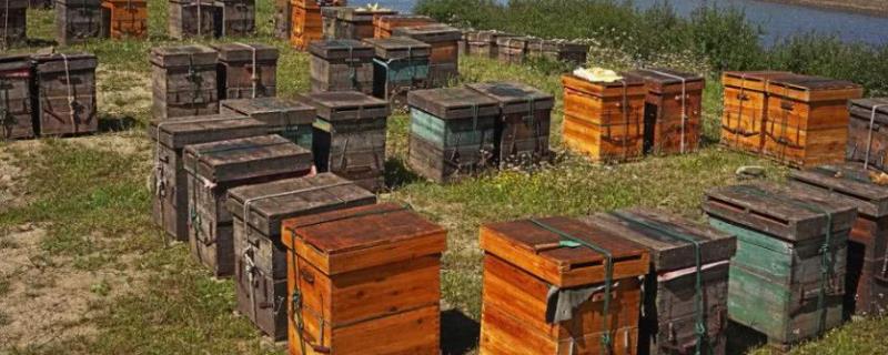 养蜂如何防治胡蜂，安装挡板可有效避免胡蜂入侵