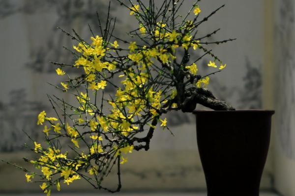 迎春花怎么盆养，在酸性土中种植为佳