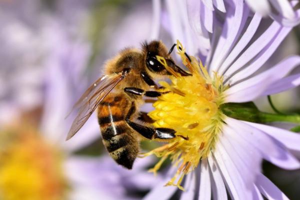 老年蜂是什么蜜蜂，通常指顺利越冬的工蜂