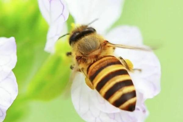 老年蜂是什么蜜蜂，通常指顺利越冬的工蜂