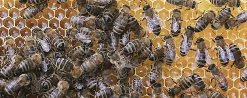 蜜蜂秋繁是什么意思，指蜜蜂秋季快速繁殖