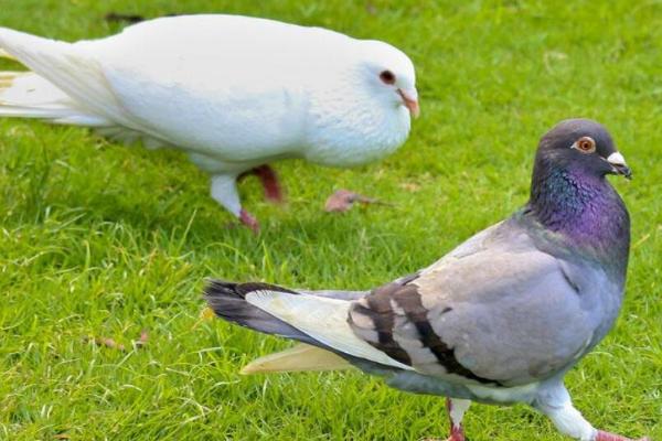 鸽子能不能吃鸡饲料，肉鸽能吃但不能喂给信鸽和赛鸽