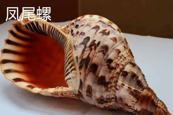 鹦鹉螺是海螺吗，是头足纲软体动物不是海螺