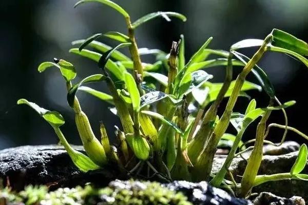 霍山石斛的价格，因规格、品牌等不同而不同