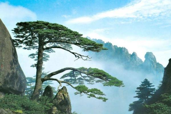 哪些景观被称为黄山四绝，分别是指奇松、怪石、云海、温泉