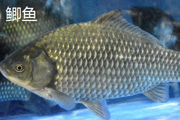 鲫鱼和鲤鱼的区别，可通过有无“胡须”辨别